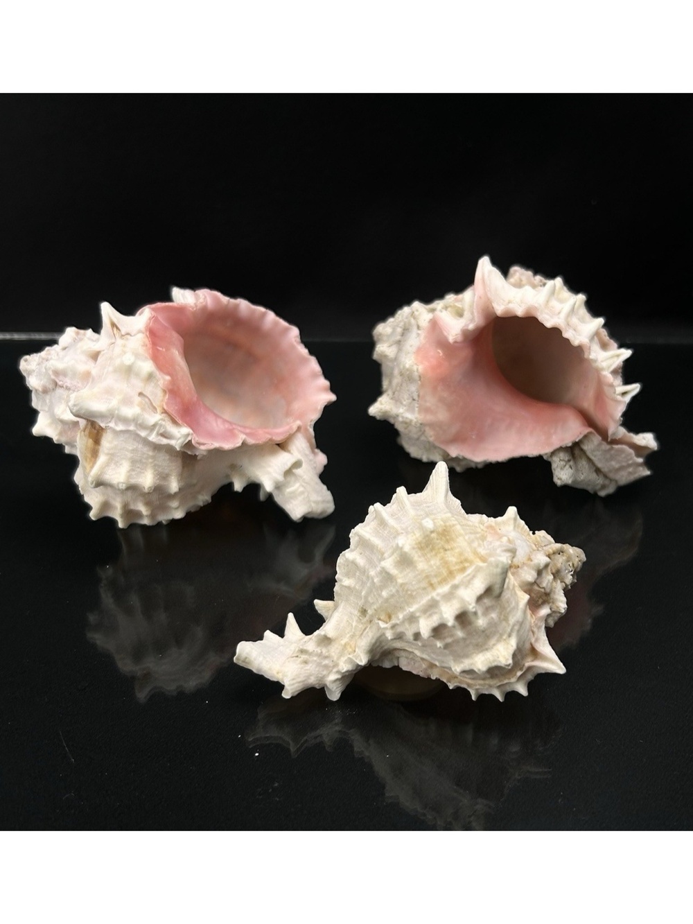 Pink Murex Sea Shells Lot of 3 Beach Decor